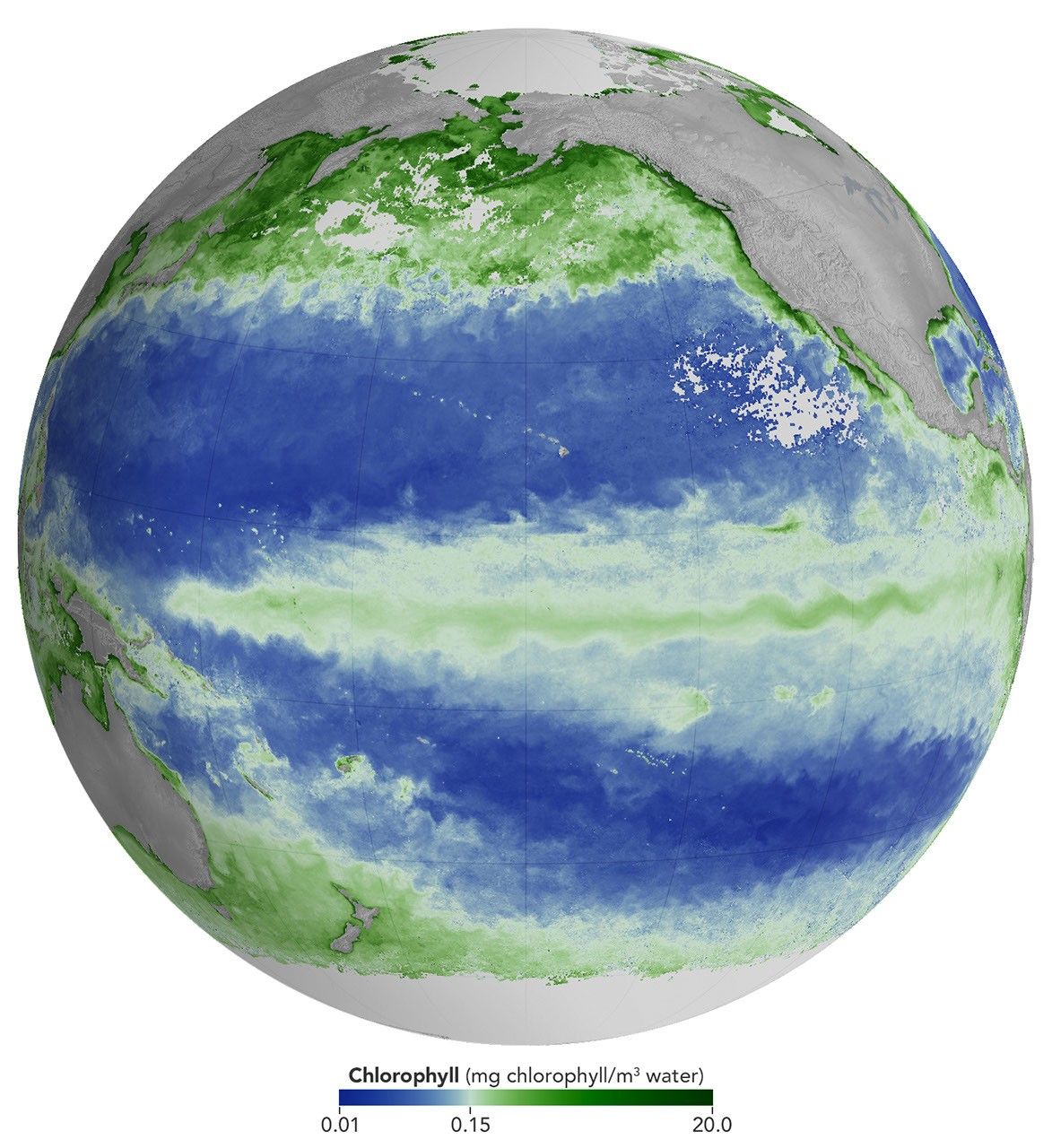El Niño Alters Marine Life in the Pacific