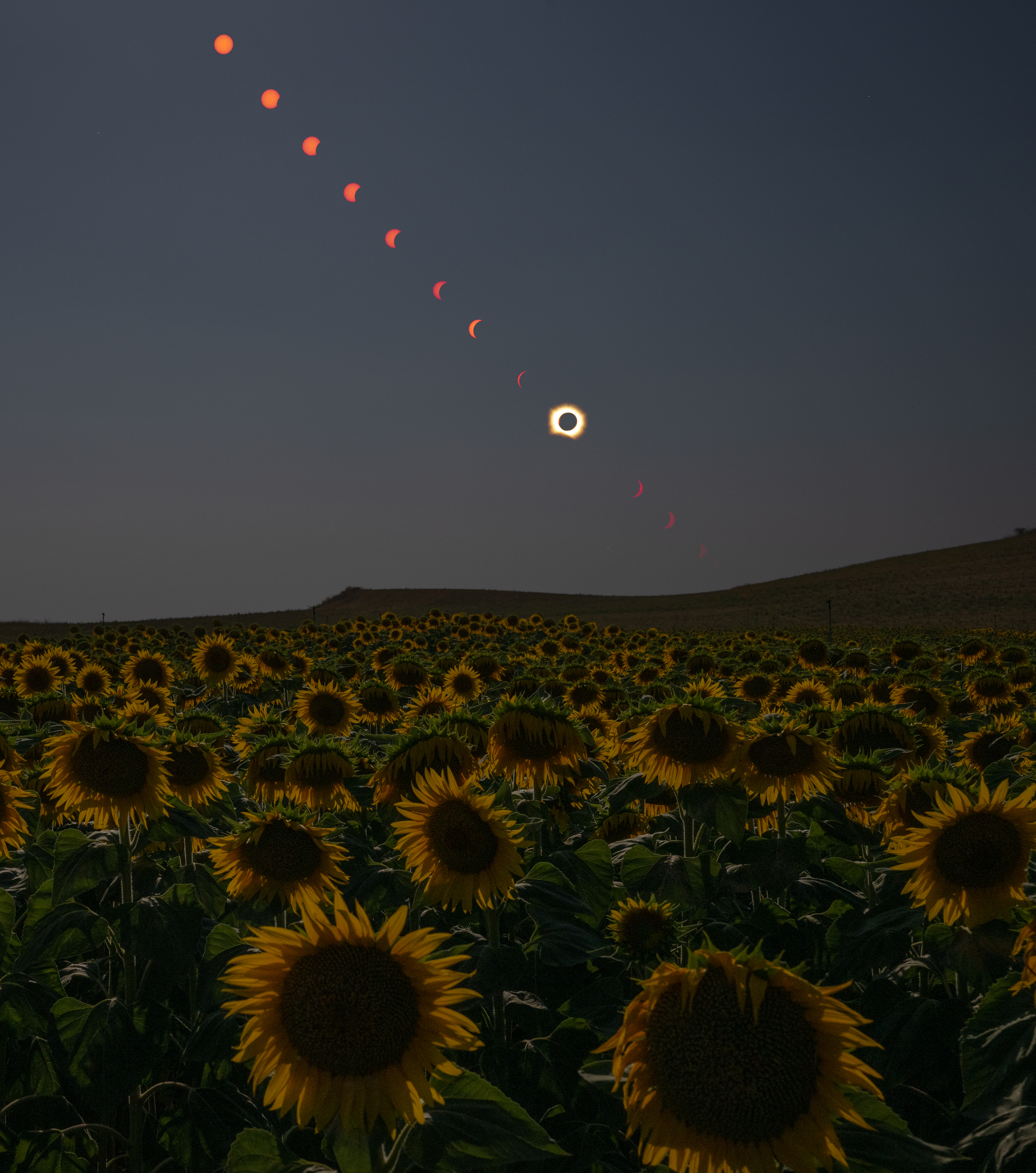 Total Solar Eclipse in Sunflower Field